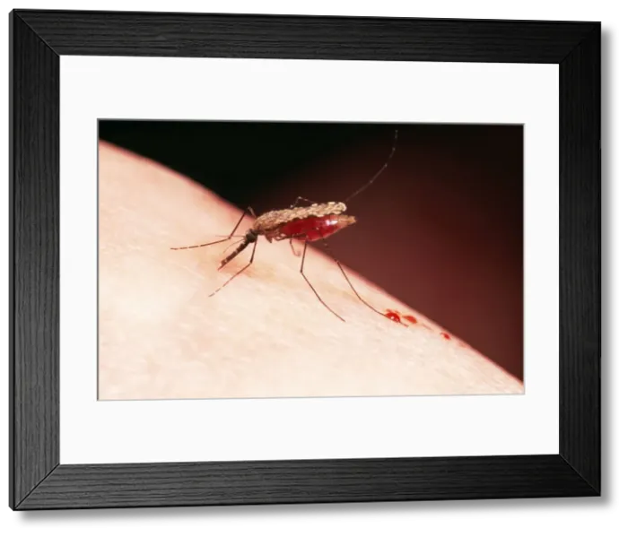 Framed Print : Malaria Mosquito excreting blood plasma Framed Print : Malaria Mosquito excreting blood plasma