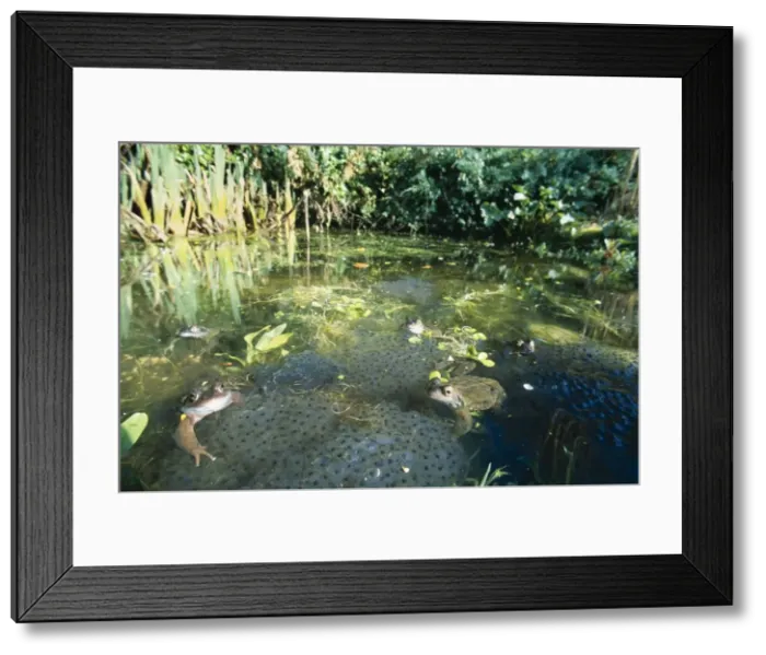 Framed Print : Common Frog - & frog spawn, garden pond. UK Framed Print : Common Frog - & frog spawn, garden pond. UK