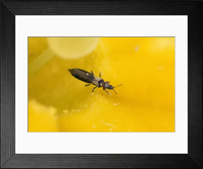 Framed Print : Thrips - 1. 5 mm in length, in garden UK Framed Print : Thrips - 1. 5 mm in length, in garden UK