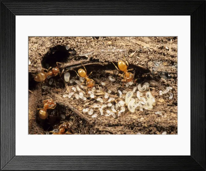 Framed Print : Yellow Meadow Ants - with young larvae UK Framed Print : Yellow Meadow Ants - with young larvae UK