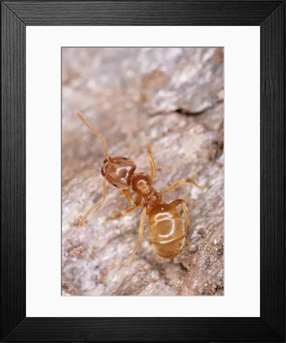 Framed Print : Yellow Meadow Ant UK