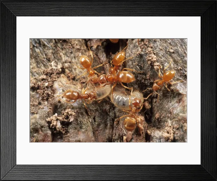 Framed Print : Yellow Meadow Ants - tending larvae UK Framed Print : Yellow Meadow Ants - tending larvae UK