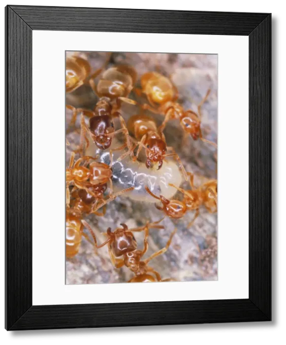 Framed Print : Yellow Ants - tending larvae UK