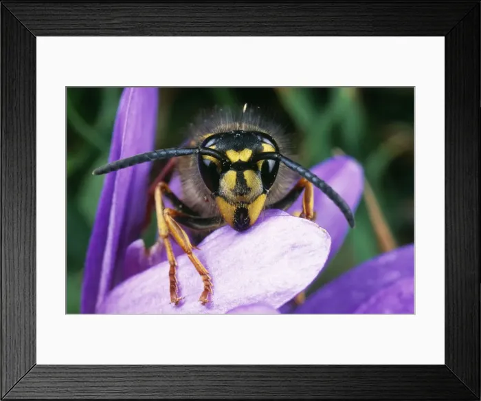 Framed Print : Common Wasp UK Framed Print : Common Wasp UK