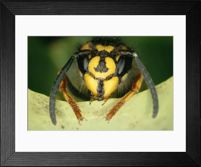 Framed Print : Common Wasp UK Framed Print : Common Wasp UK