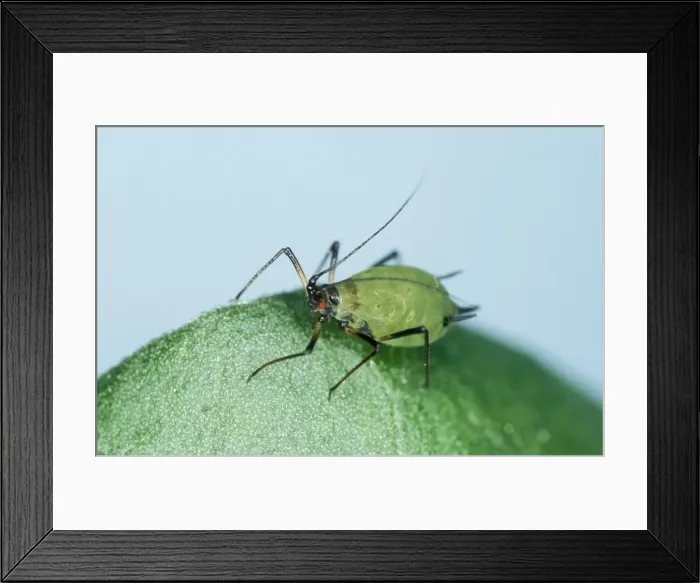 Framed Print : Vetch Aphid UK Framed Print : Vetch Aphid UK
