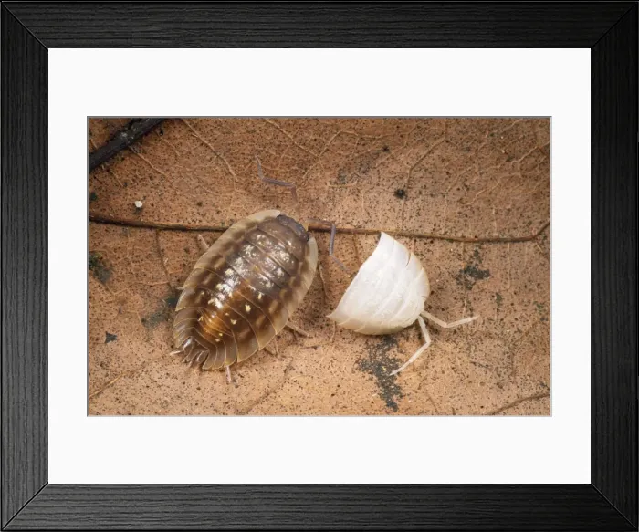 Framed Print : Common Shiny Woodlouse - moulting UK Framed Print : Common Shiny Woodlouse - moulting UK