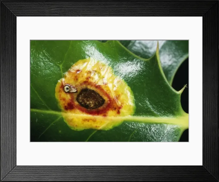 Framed Print : Holly Leaf Miner Scar on Hooly leaf, UK Fam: Agromyzidae
