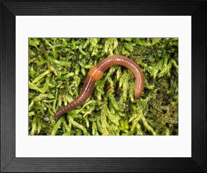 Framed Print : Earthworm UK Framed Print : Earthworm UK