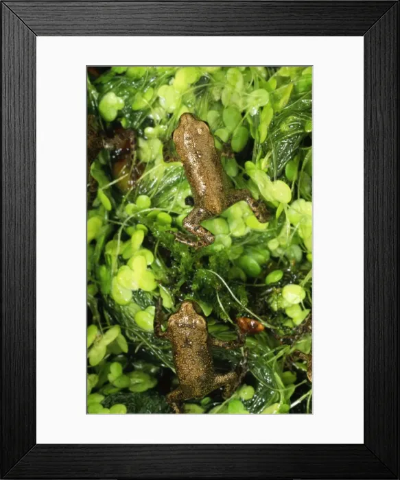 Framed Print : Common Frog - Baby in pond. UK