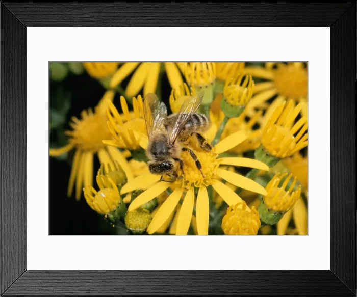 Framed Print : Honey Bee - collecting pollen UK Framed Print : Honey Bee - collecting pollen UK