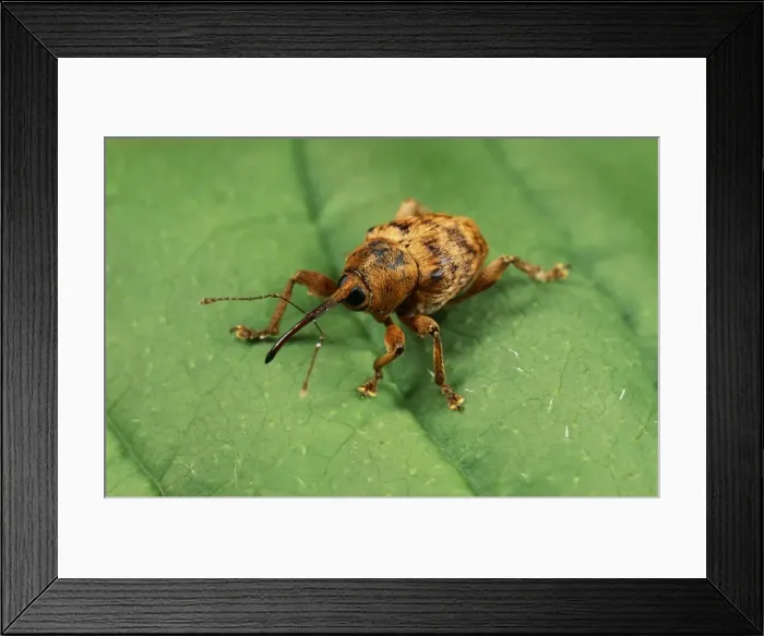 Framed Print : Hazel nut Weevil UK Framed Print : Hazel nut Weevil UK