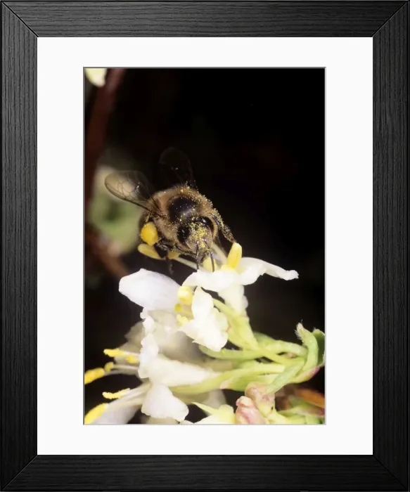 Framed Print : Honey Bee - collecting pollen UK Framed Print : Honey Bee - collecting pollen UK