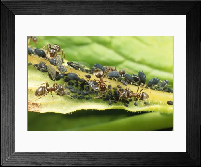 Framed Print : Black Ant Tending black aphids, UK Framed Print : Black Ant Tending black aphids, UK