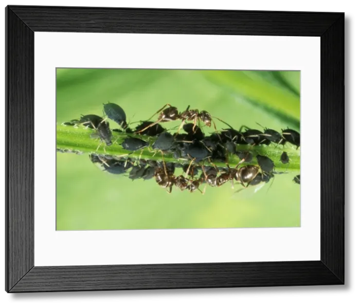 Framed Print : Black Ants Tending black aphids, UK