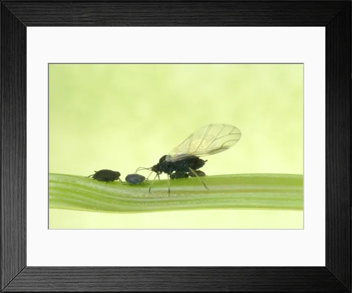 Framed Print : Black Bean Aphids Winged & unwinged forms, UK Framed Print : Black Bean Aphids Winged & unwinged forms, UK