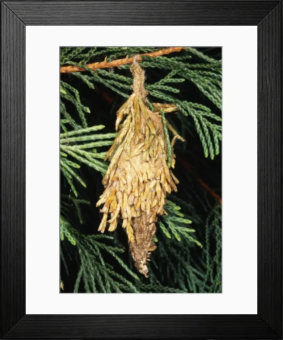 Framed Print : Bag Moth - Larva, Mimicry of Conifer. USA Framed Print : Bag Moth - Larva, Mimicry of Conifer. USA