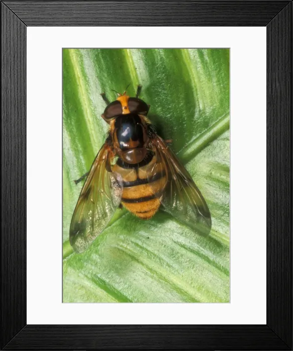 Framed Print : Wasp-Mimic Hoverfly UK Framed Print : Wasp-Mimic Hoverfly UK