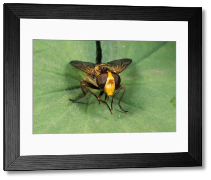 Framed Print : Wasp-mimic Hoverfly UK Framed Print : Wasp-mimic Hoverfly UK