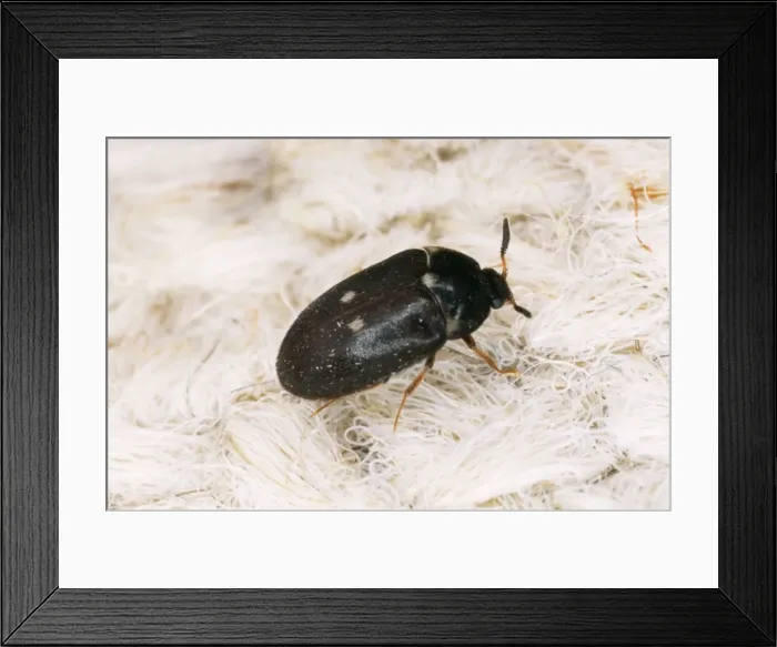 Framed Print : Two Spotted Carpet / Museum Beetle Adult, UK Framed Print : Two Spotted Carpet / Museum Beetle Adult, UK