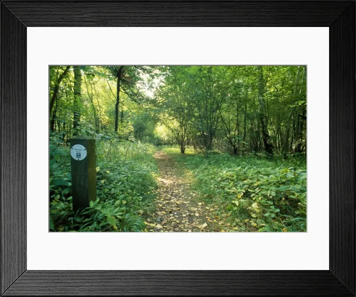 Framed Print : Woodland Footpath - in nature reserve Chilterns, UK Framed Print : Woodland Footpath - in nature reserve Chilterns, UK