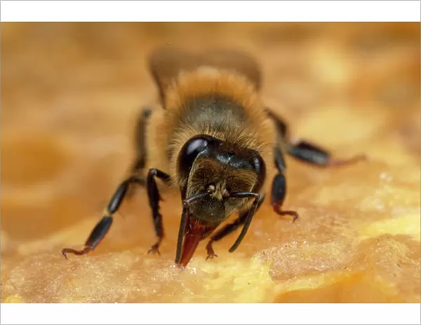 Honet Bee - tending honeycomb UK