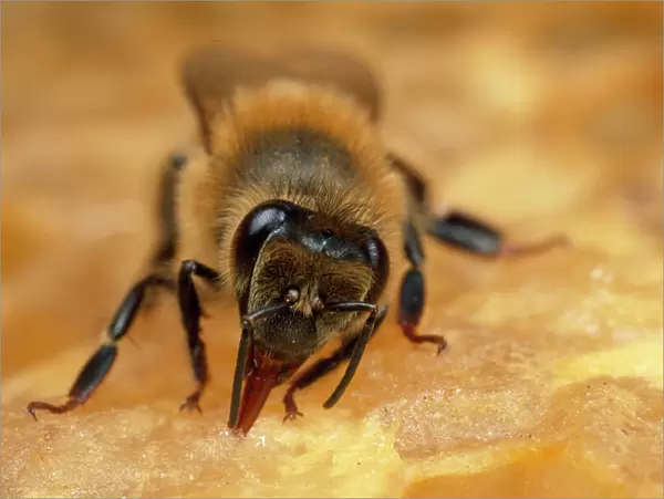 Honet Bee - tending honeycomb UK