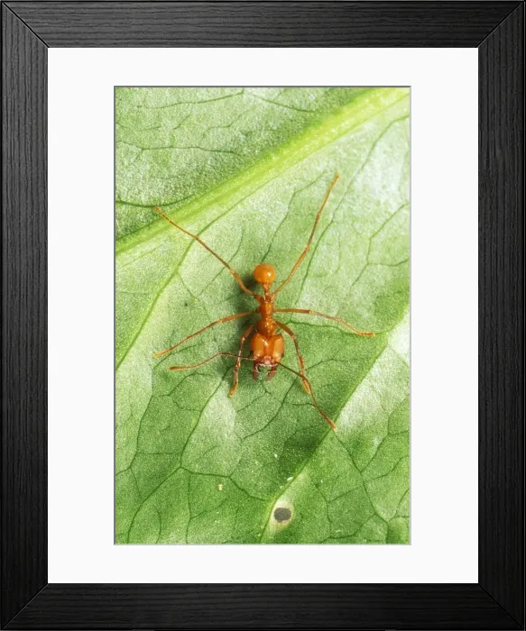 Framed Print : Leaf Cutter Ant Framed Print : Leaf Cutter Ant