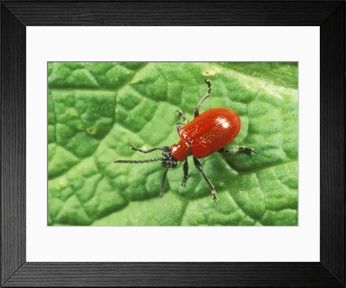 Framed Print : Lily Beetle Garden, UK Framed Print : Lily Beetle Garden, UK