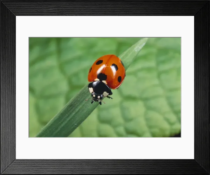 Framed Print : 7-spot Ladybird - garden UK Framed Print : 7-spot Ladybird - garden UK