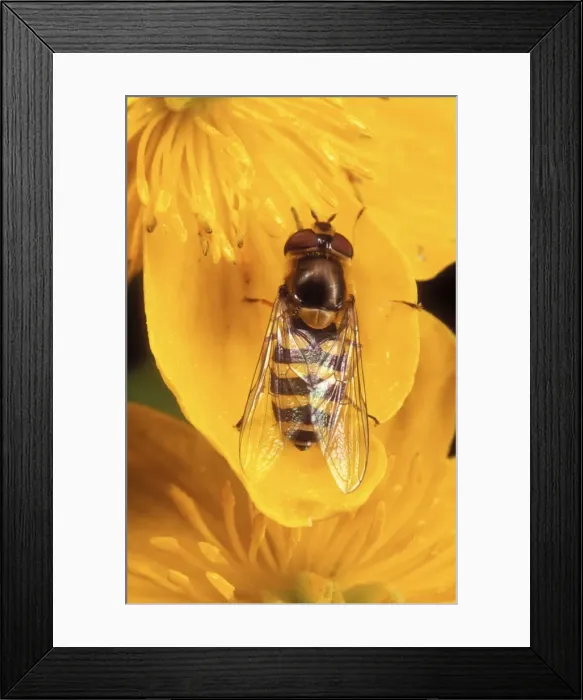 Framed Print : Garden Hoverfly Framed Print : Garden Hoverfly