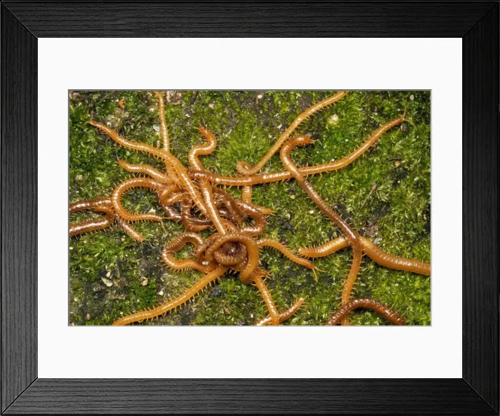 Framed Print : Centipedes - writhing mass UK Framed Print : Centipedes - writhing mass UK