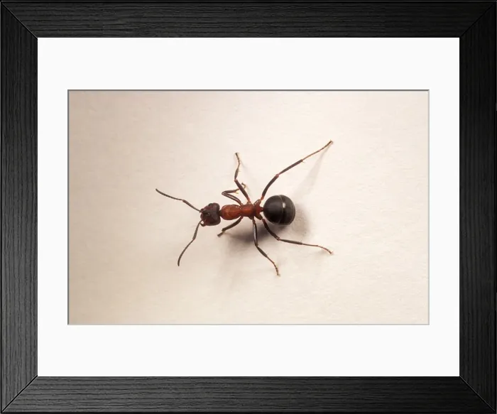 Framed Print : Wood Ant Single, UK Framed Print : Wood Ant Single, UK
