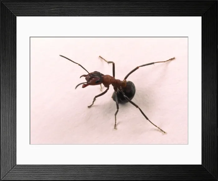 Framed Print : Wood Ant Aggressive posture on white background Woodland, Hampshire, UK Framed Print : Wood Ant Aggressive posture on white background Woodland, Hampshire, UK