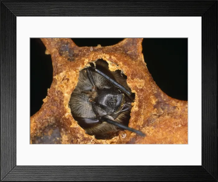Framed Print : Worker Honey Bee - emerging from cell UK Framed Print : Worker Honey Bee - emerging from cell UK