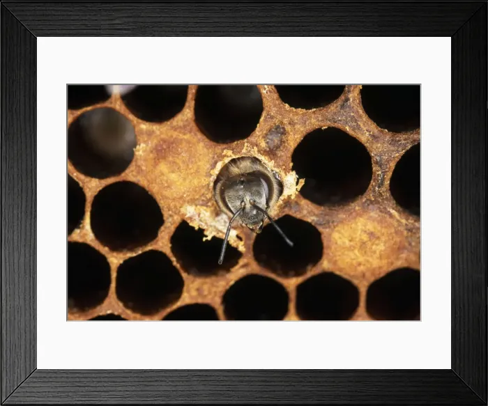 Framed Print : Worker Honey Bee - emerging from cell UK Framed Print : Worker Honey Bee - emerging from cell UK