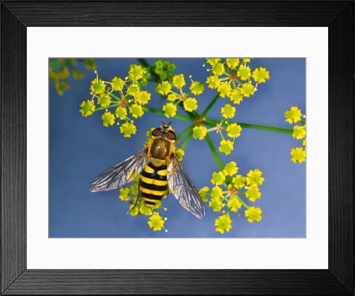 Framed Print : Hoverfly Feeding on Umbellifera flower On blue background Framed Print : Hoverfly Feeding on Umbellifera flower On blue background