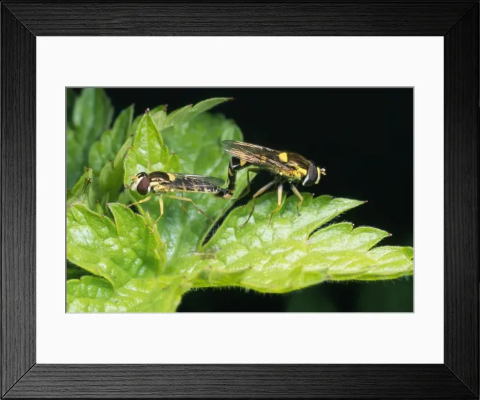 Framed Print : Hoverfly - pair mating UK Framed Print : Hoverfly - pair mating UK