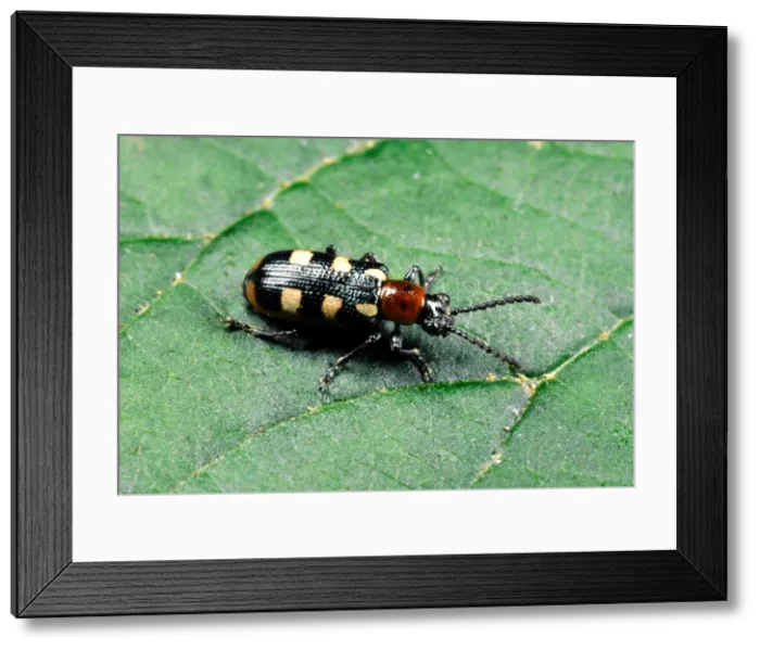 Framed Print : Asparagus Beetle Adult on leaf Garden pest of Asparagus Framed Print : Asparagus Beetle Adult on leaf Garden pest of Asparagus