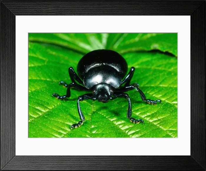 Framed Print : Bloody-Nosed Beetle Head-on portrait Reading garden, UK Framed Print : Bloody-Nosed Beetle Head-on portrait Reading garden, UK