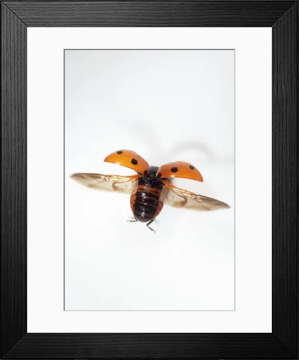 Framed Print : 7-spot Ladybird UK Framed Print : 7-spot Ladybird UK