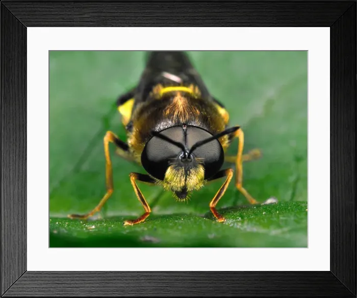 Framed Print : Soldier Fly Head-on portrait Huge compound eyes Framed Print : Soldier Fly Head-on portrait Huge compound eyes
