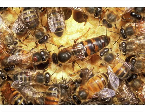 Queen Honey Bee Clipped wings, UK