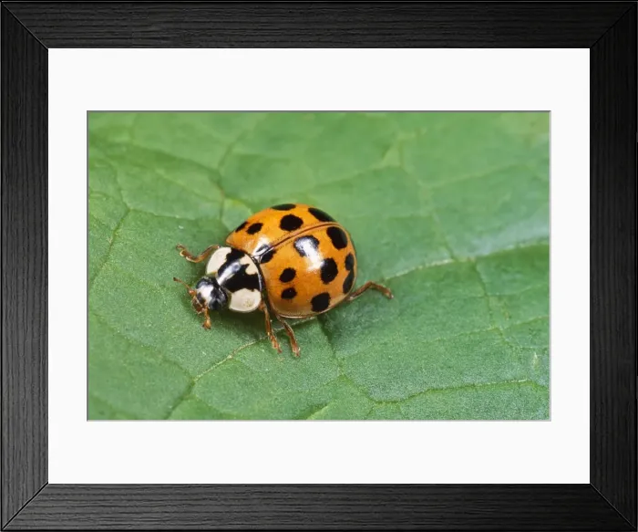 Framed Print : Harlequin Ladybird - orange with black spots form Framed Print : Harlequin Ladybird - orange with black spots form