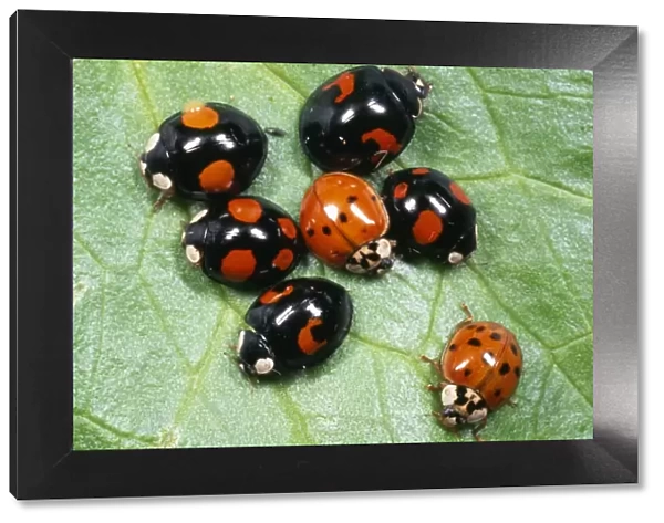 Harlequin Ladybird - range of colour morphs
