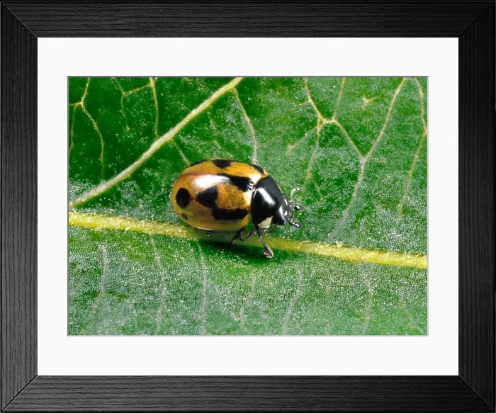 Framed Print : Hieroglyphic Ladybird - Typical colour variety crawling on leaf Predators (natural biocontrol) of Heather Beetle in Scotland Location: Scotland, UK Framed Print : Hieroglyphic Ladybird - Typical colour variety crawling on leaf Predators (natural biocontrol) of Heather Beetle in Scotland Location: Scotland, UK