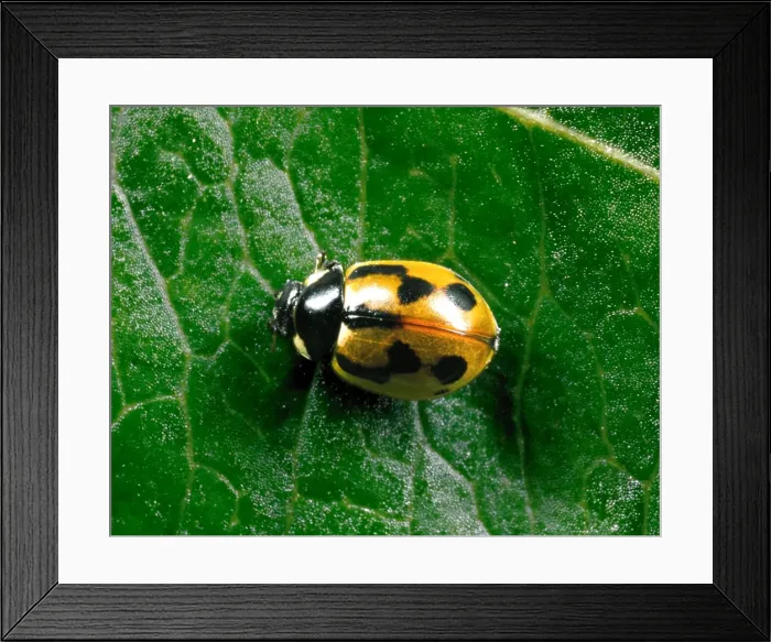 Framed Print : Hieroglyphic Ladybird - Typical colour variety crawling on leaf Predators (natural biocontrol) of Heather Beetle in Scotland Location: Scotland, UK Framed Print : Hieroglyphic Ladybird - Typical colour variety crawling on leaf Predators (natural biocontrol) of Heather Beetle in Scotland Location: Scotland, UK