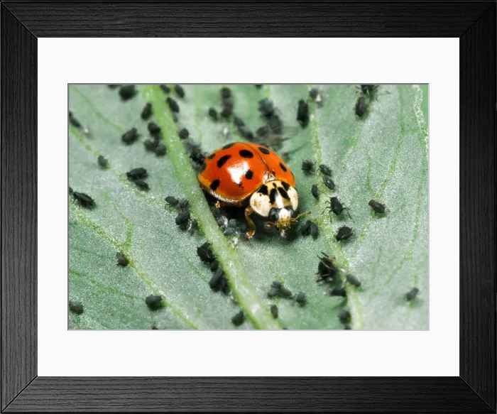 Framed Print : Harlequin Ladybird - Feeding on Aphids Out-competes native British ladybirds for food Location: Laboratory culture, England Framed Print : Harlequin Ladybird - Feeding on Aphids Out-competes native British ladybirds for food Location: Laboratory culture, England