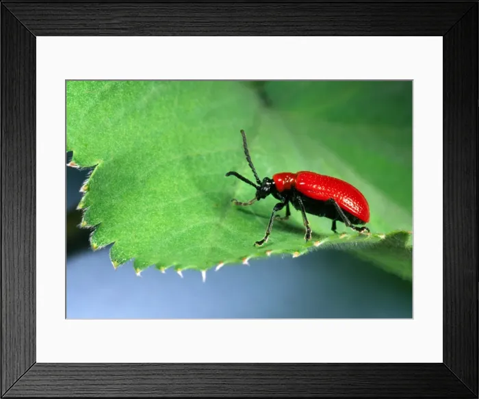 Framed Print : Red Lily Beetle - Adult on leaf Location: English garden Framed Print : Red Lily Beetle - Adult on leaf Location: English garden