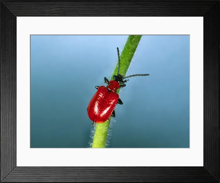 Framed Print : Red Lily Beetle - Adult on plant stem Location: English garden Framed Print : Red Lily Beetle - Adult on plant stem Location: English garden